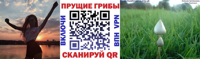 магазин продажи   Кызыл  Псилоцибиновые грибы MAGIC MUSHROOMS 